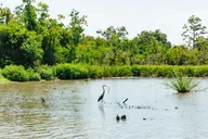 New Orleans Bayou Tour in Jean Lafitte National Park thumbnail 2