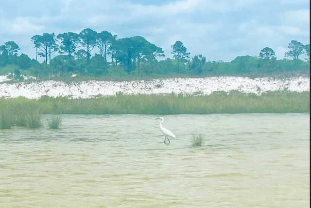 Panama City Beach Stand Up Paddle Tour - Image 3