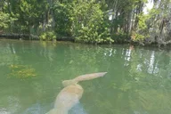 Crystal River Manatee Snorkel Tour 4 hr thumbnail 2