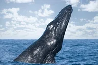 Kailua-Kona Whale Watching Excursion thumbnail 2