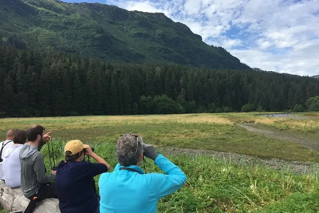 Juneau Brown Bear Viewing Adventure - Image 5