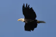 Anchorage Turnagain Arm and Portage Valley Tour thumbnail 4