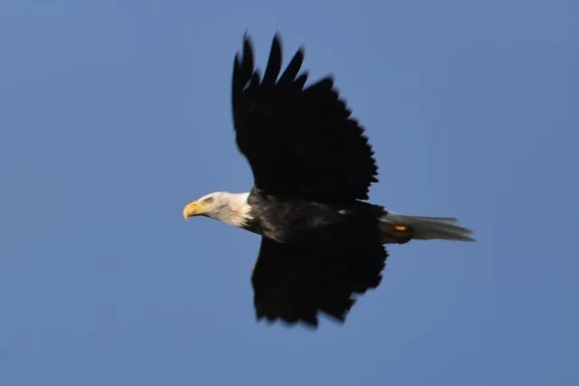 Anchorage Turnagain Arm and Portage Valley Tour - Image 4
