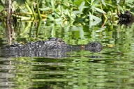 Orlando Wekiva River Kayak Tour thumbnail 2