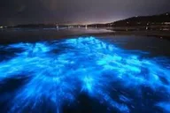 Cocoa Beach Bioluminescence Tour at Sunset thumbnail 6