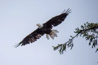 Ketchikan Alaskan Wildlife & Scenery Private Tour thumbnail 3