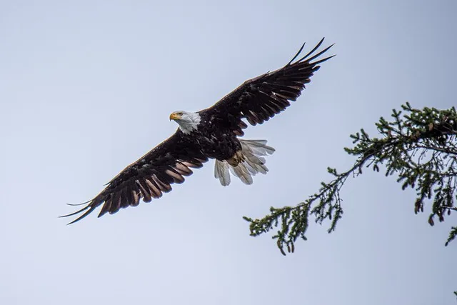 Ketchikan Alaskan Wildlife & Scenery Private Tour - Image 3