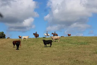 Oahu Scenic Horseback Ride 1 Hour