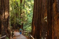 San Francisco Muir Woods and Sausalito Tour 5 hr thumbnail 2