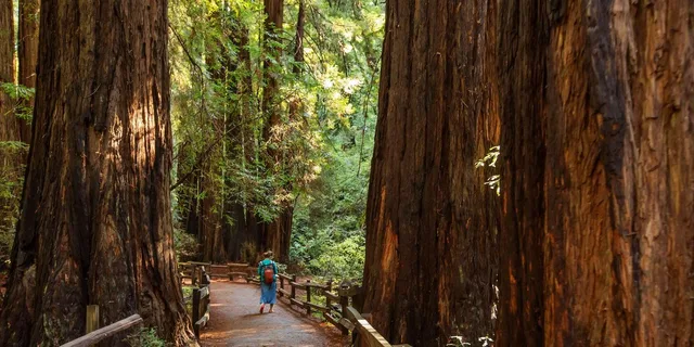 San Francisco Muir Woods and Sausalito Tour 5 hr - Image 2