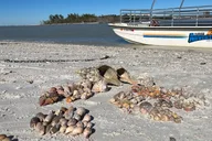 Marco Island Shelling Trip on Kice Island 3 hr thumbnail 3