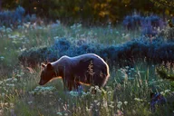 Yellowstone Wolf Watching and Wildlife Safari thumbnail 4