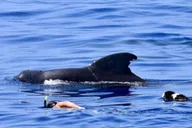 Kailua-Kona Snorkeling Adventure thumbnail 4