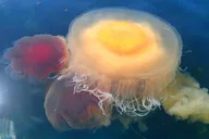 San Juan Island Kayak Tour thumbnail 5