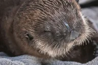 Long Beach Aquarium of the Pacific Skip-the-Line Entry thumbnail 6