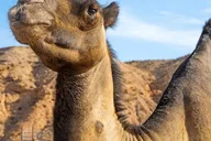 Las Vegas Camel Safari Tram Tour thumbnail 5