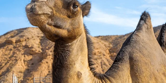 Las Vegas Camel Safari Tram Tour - Image 5