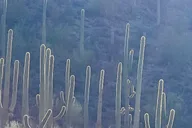 Tucson Sonoran Desert Guided Hike thumbnail 4