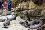 San Diego Sightseeing Tour thumbnail 3
