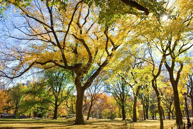 New York Central Park Photography Tour - Image 2