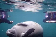 Crystal River Snorkel with Manatees and Airboat Adventure thumbnail 3