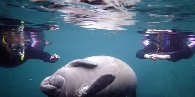 Crystal River Snorkel with Manatees and Airboat Adventure - Image 3