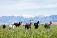 Bozeman Alpaca and Llama Farm Tour thumbnail 1