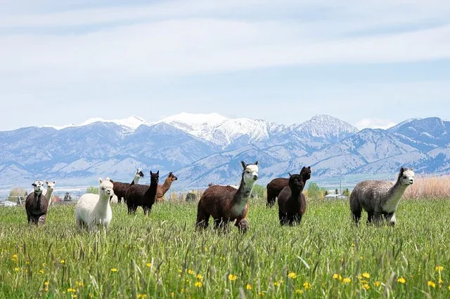 Bozeman Alpaca and Llama Farm Tour - Image 1