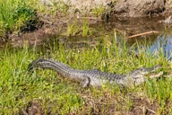 New Orleans Oak Alley Plantation and Airboat Tour thumbnail 4