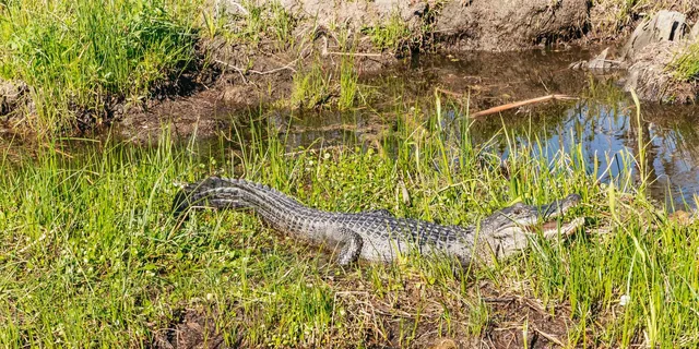 New Orleans Oak Alley Plantation and Airboat Tour - Image 4