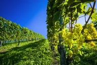 Paso Robles Wine Tour with Pickup from Pismo Beach thumbnail 5