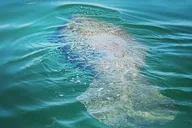 Clearwater Beach Private Pontoon Tour thumbnail 3