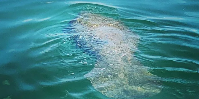 Clearwater Beach Private Pontoon Tour - Image 3