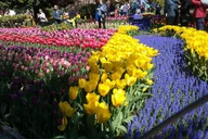 Skagit Valley Tulip Festival Tour thumbnail 1
