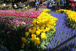 Skagit Valley Tulip Festival Tour