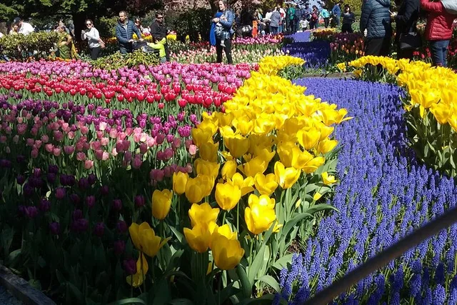 Skagit Valley Tulip Festival Tour - Image 1