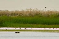 Salt Lake City Great Salt Lake Guided Bus Tour 2 hr thumbnail 5