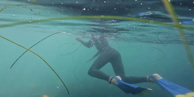 La Jolla Kayak and Snorkel Tour 2.5 hr - Image 5