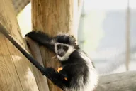 Memphis Zoo Entry Ticket thumbnail 1