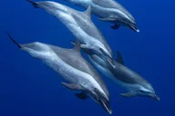 Oahu Dolphin Watching and Snorkel Safari thumbnail 1