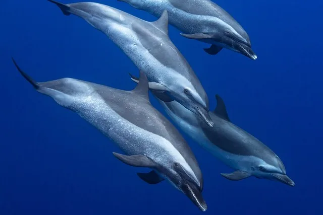 Oahu Dolphin Watching and Snorkel Safari - Image 1