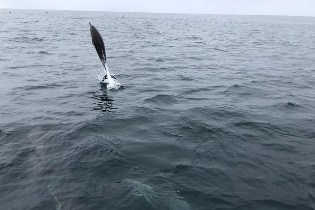 California Whale Watching and Fishing Excursion - Image 4