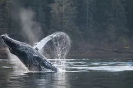 Sitka Marine Wildlife Tour 2 hr thumbnail 1
