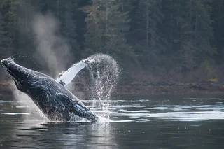 Sitka Marine Wildlife Tour 2 hr