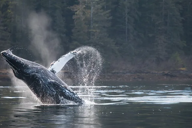 Sitka Marine Wildlife Tour 2 hr - Image 1