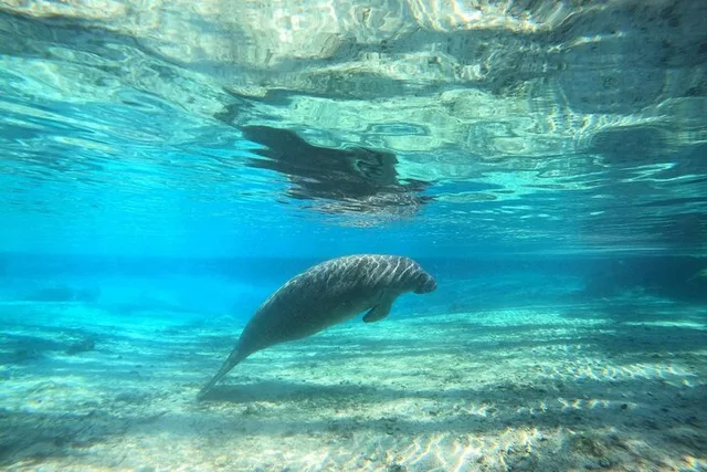 Crystal River Manatee Snorkel Tour with Free Photos - Image 5