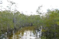 Florida Swamp Buggy Adventure Tour thumbnail 3