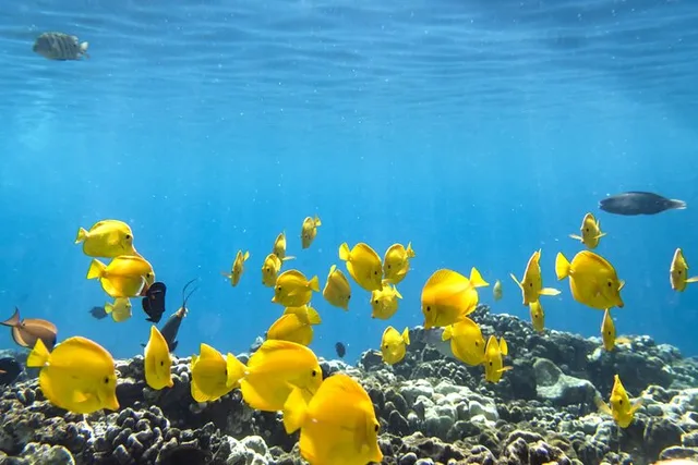 Kailua-Kona Snorkel Tour at Kealakekua Bay 4 hr - Image 1