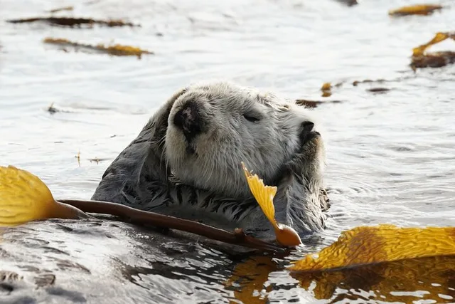Sitka Whale Watching and Wildlife Tour - Image 5