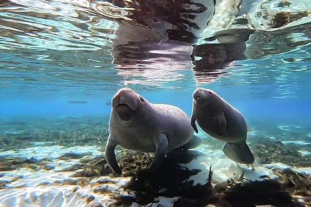 Crystal River Manatee Kayak Encounter 3 hr - Image 6